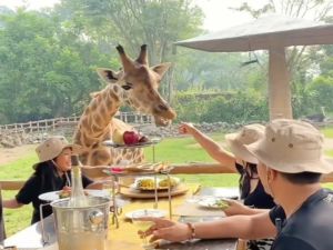 Royal Safari Garden culinary experience